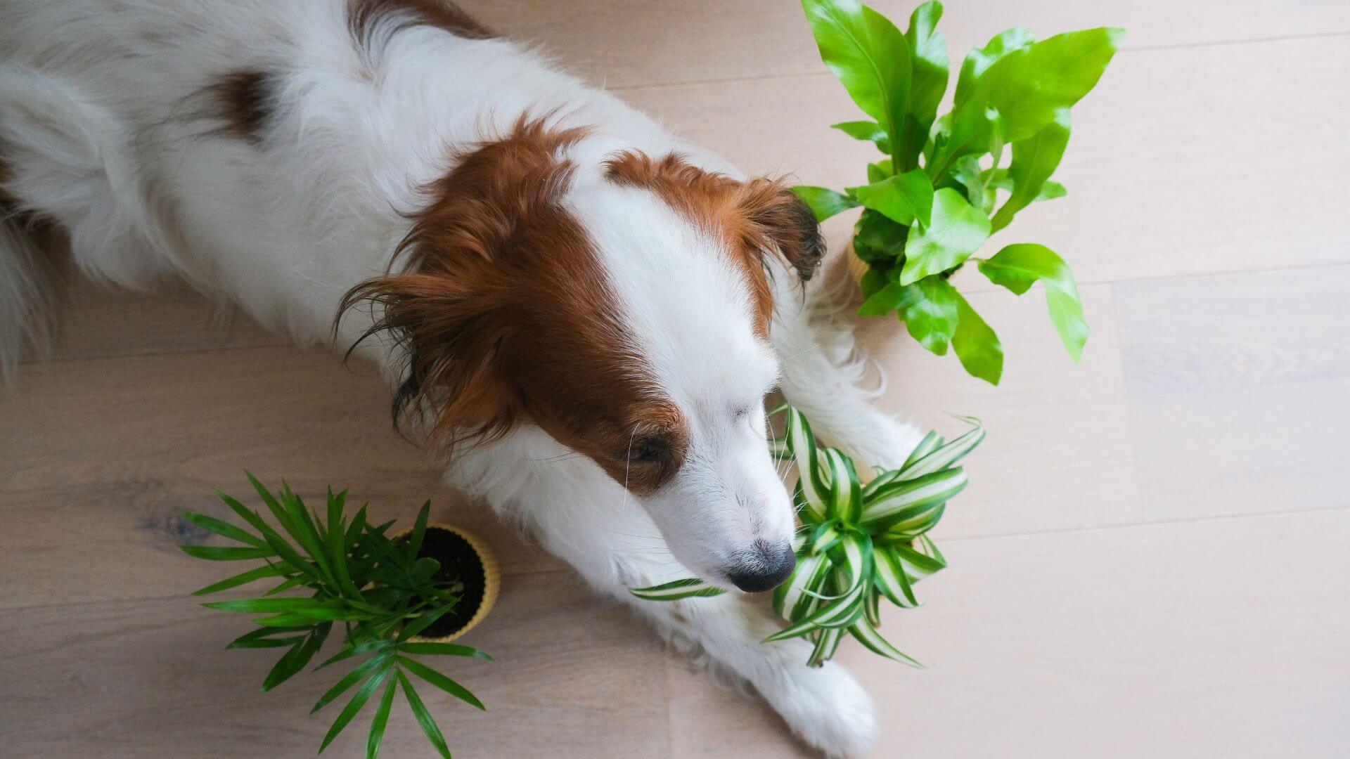 Dog sniffing a green plant in an outdoor setting