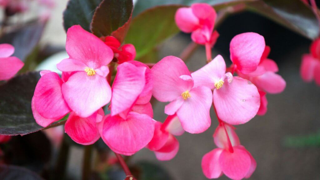 Close-up of a blooming pink begonia flower surrounded by deep green leaves