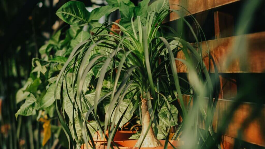 Indoor garden with various potted plants including a ponytail palm surrounded by natural light