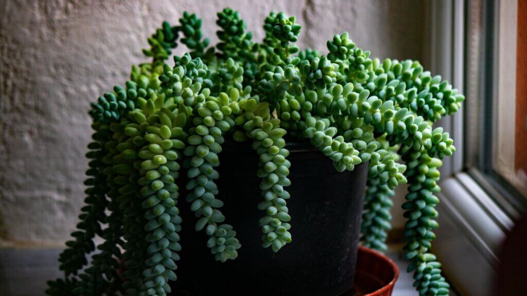 Green burro’s tail plant in a pot placed beside a bright window
