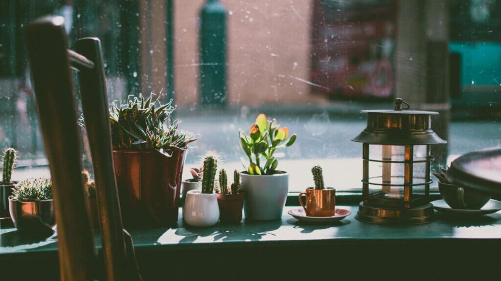 Green leaf plant in white pot placed near a sunny window