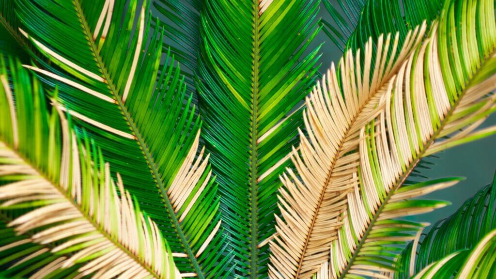 Close-up of green sago palm leaves showing the texture and structure