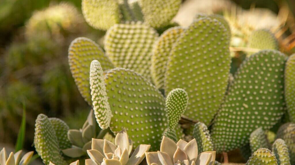 Bunny ear cactus in bright Sicilian sunlight with vibrant green pads