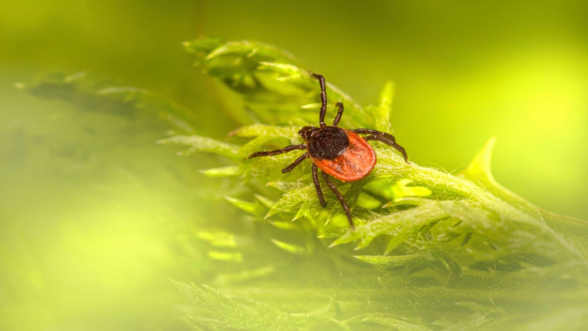 Tick on a leaf