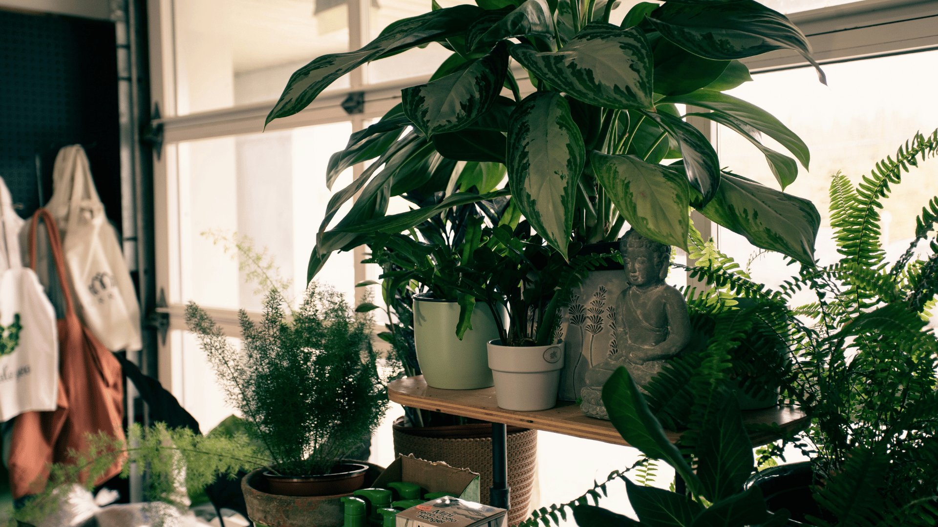 Shelf filled with potted plants beside a bright window