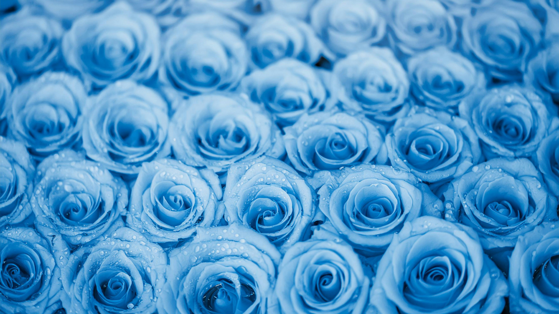 Close-up of a bunch of blue roses with water droplets on the petals