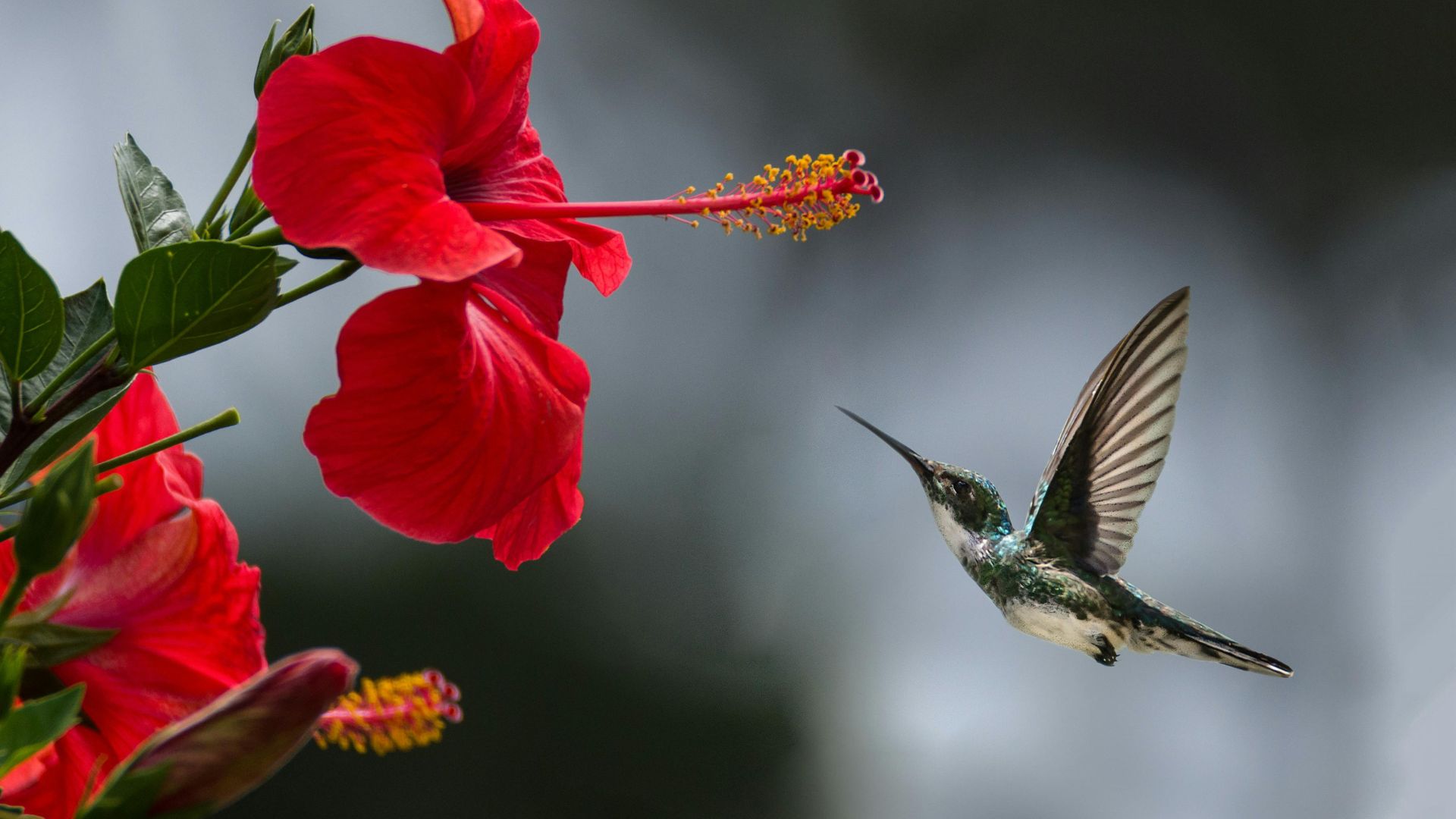 Brown hummingbird perched on a plant