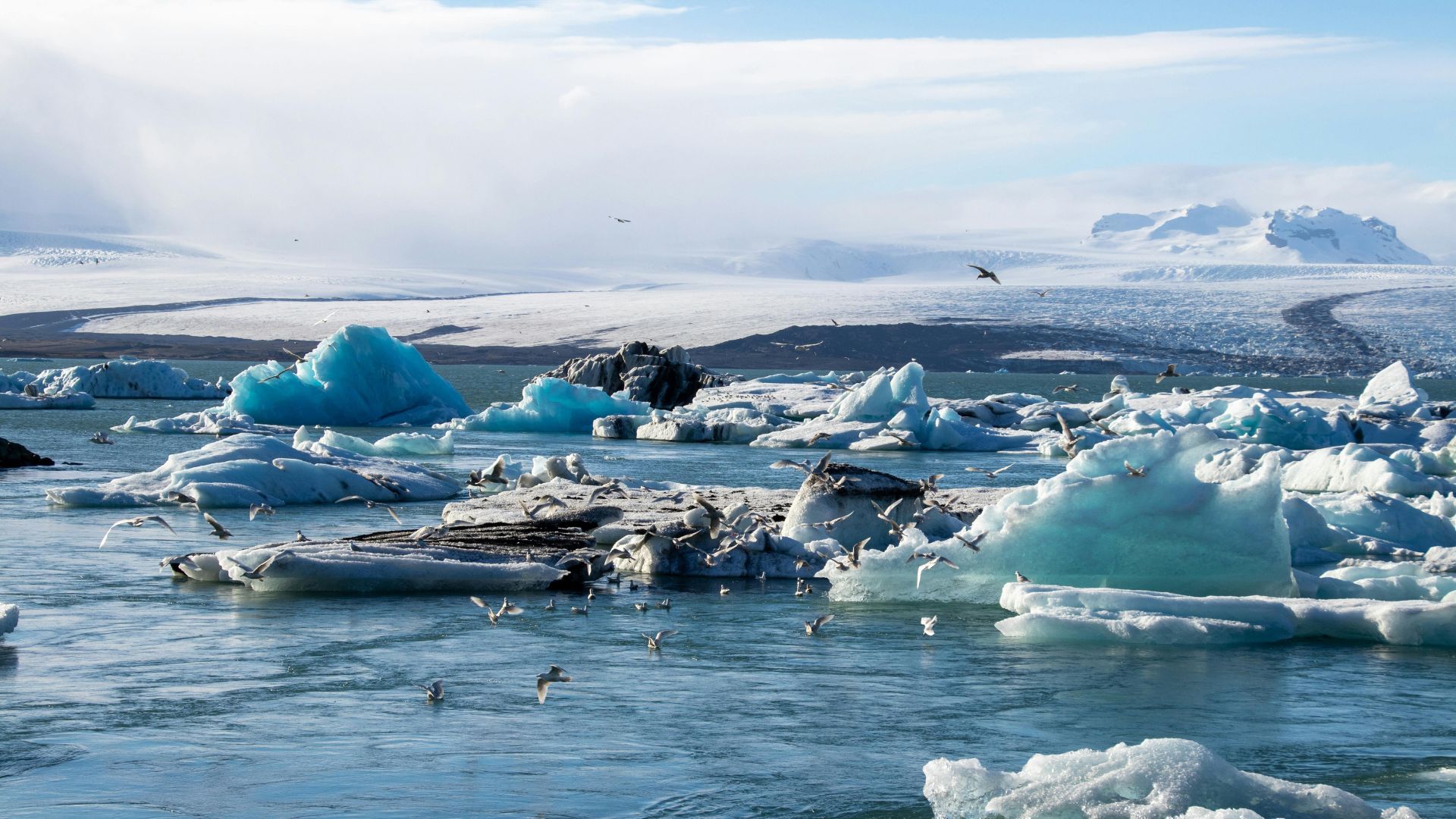 Birds standing on icebergs floating in water