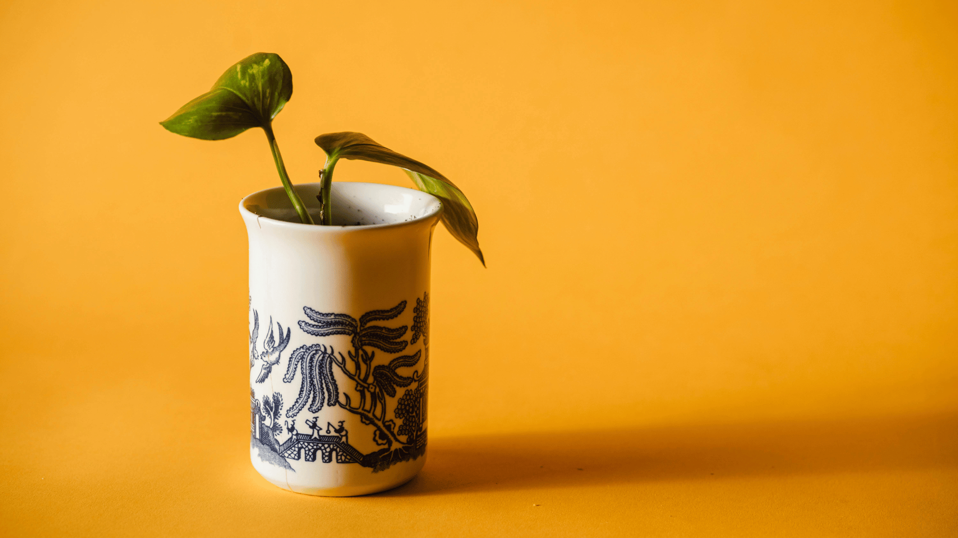 Small houseplant growing in a ceramic cup