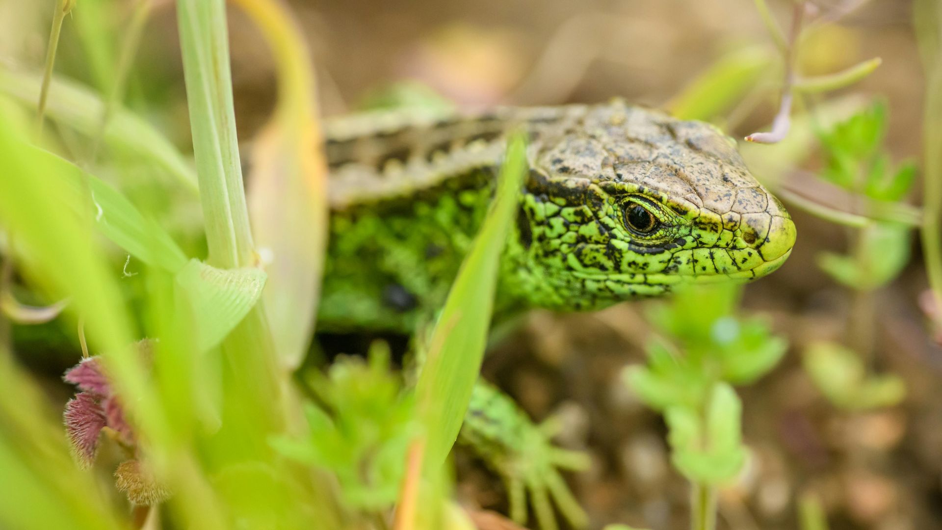 Sand lizard hiding in vegetation