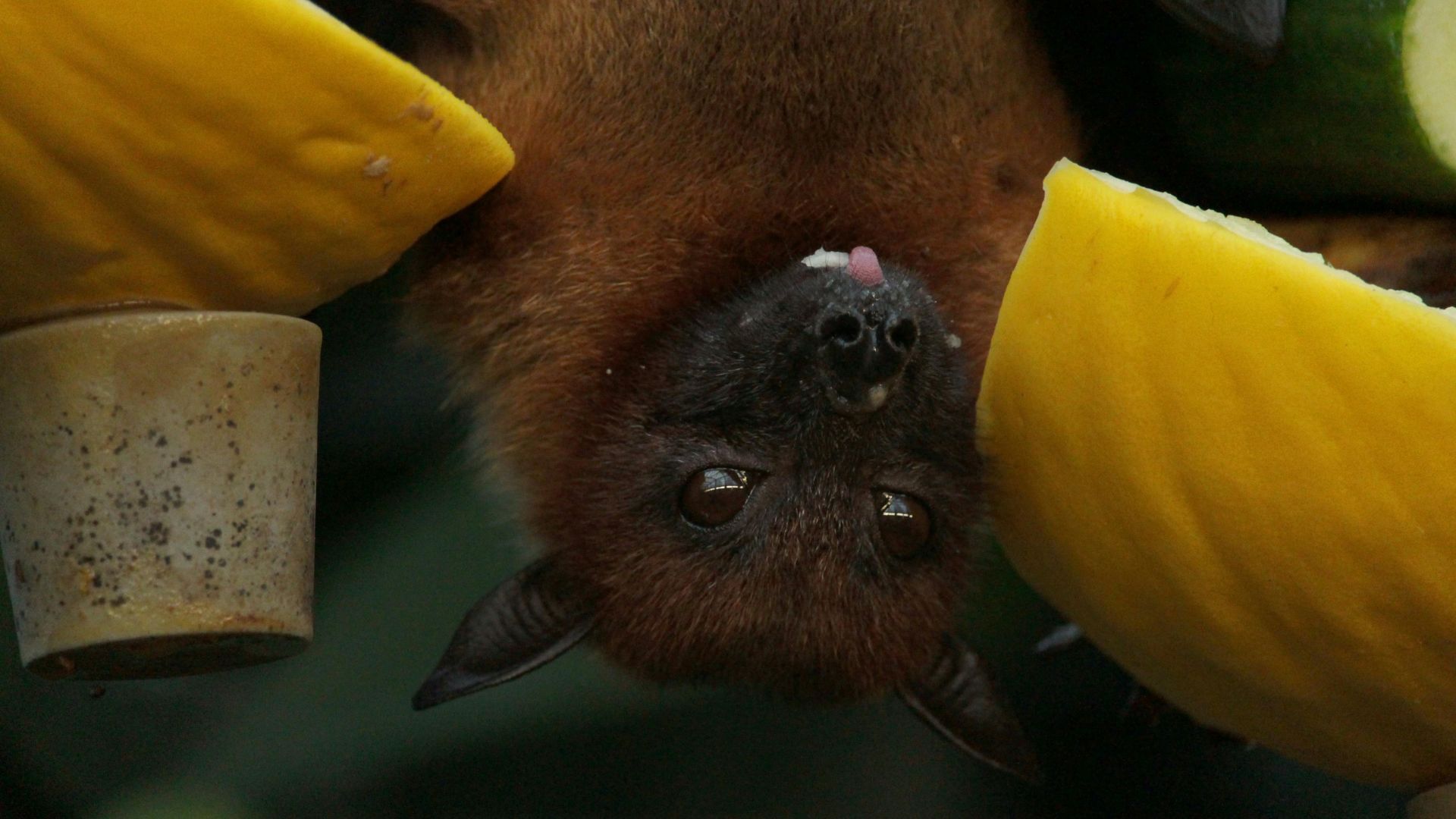 Close-up of a bat
