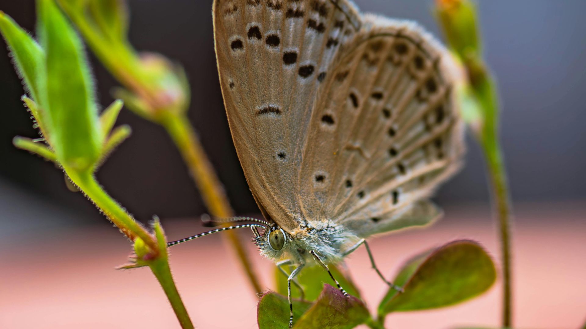 Close-up of a butterfly resting on a green plant