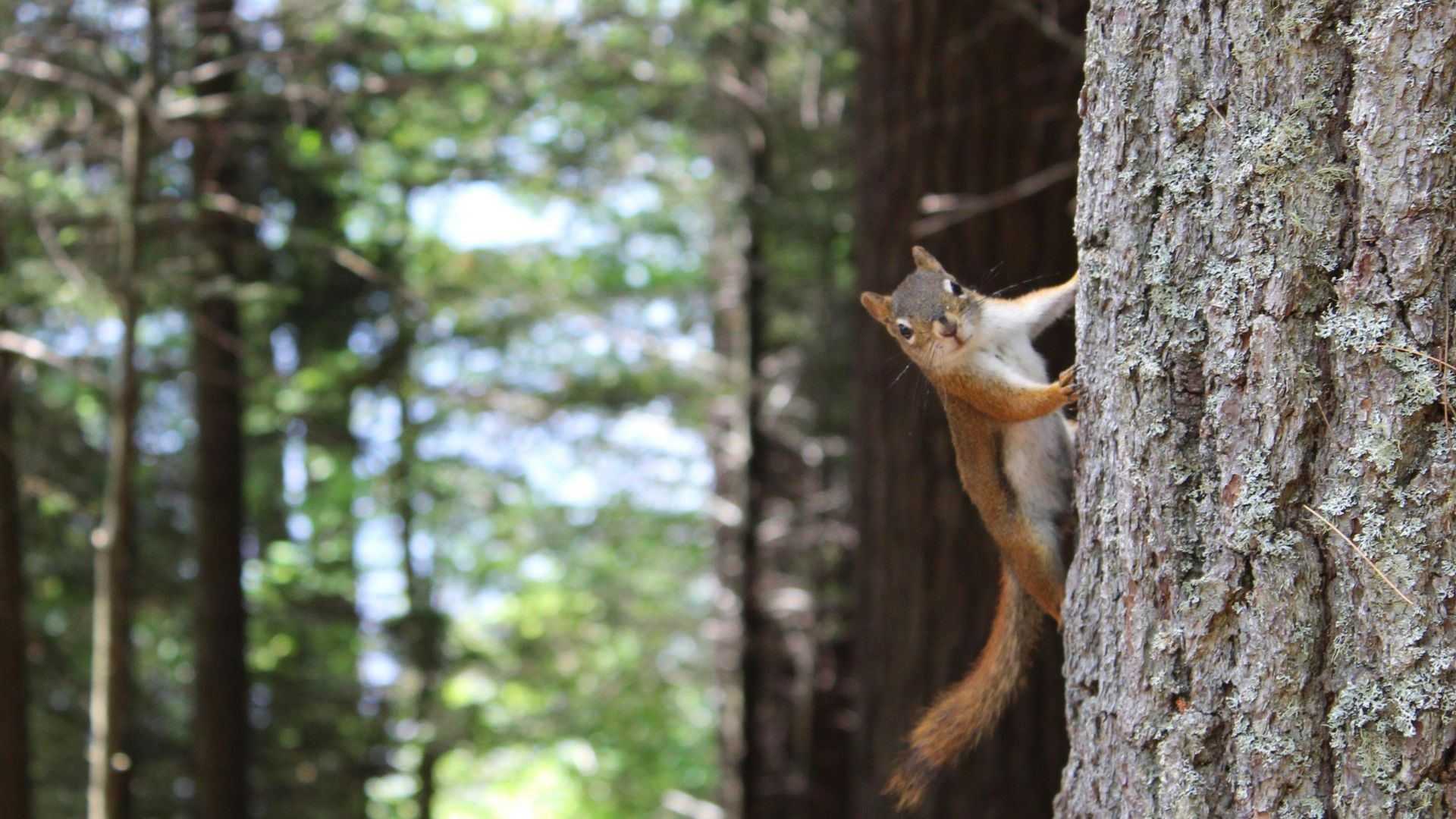 Brown squirrel clinging to a gray tree trunk