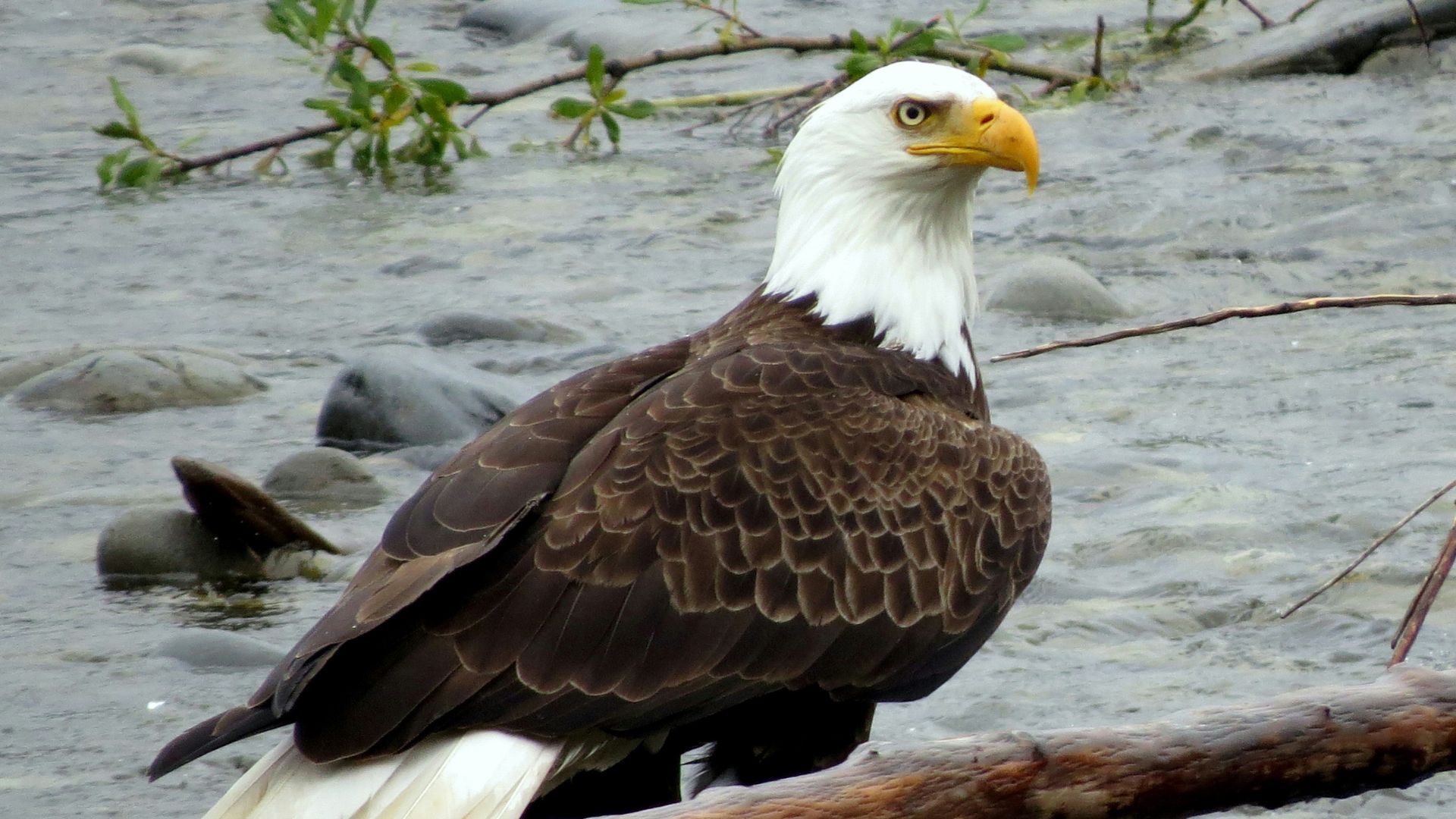 Bald eagle perched on a brown tree branch over water during daytime