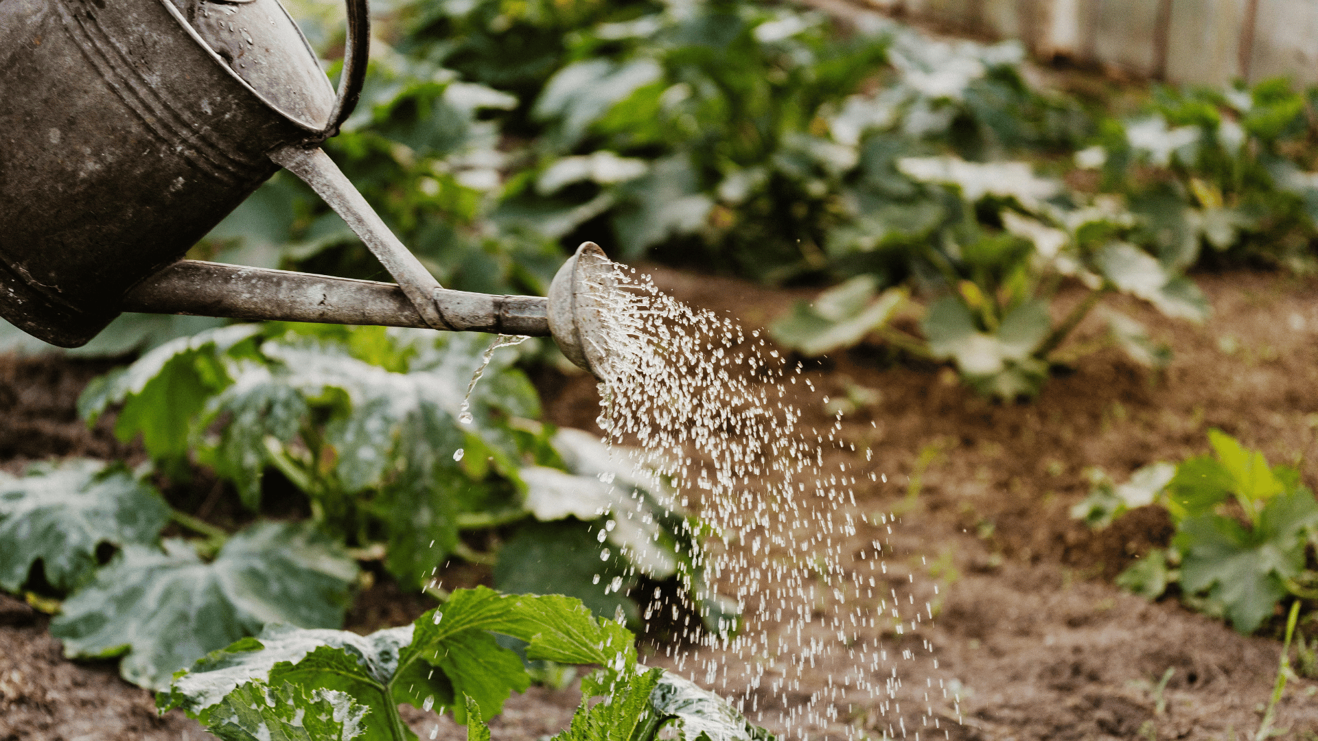 Person watering plants in soil using a watering can