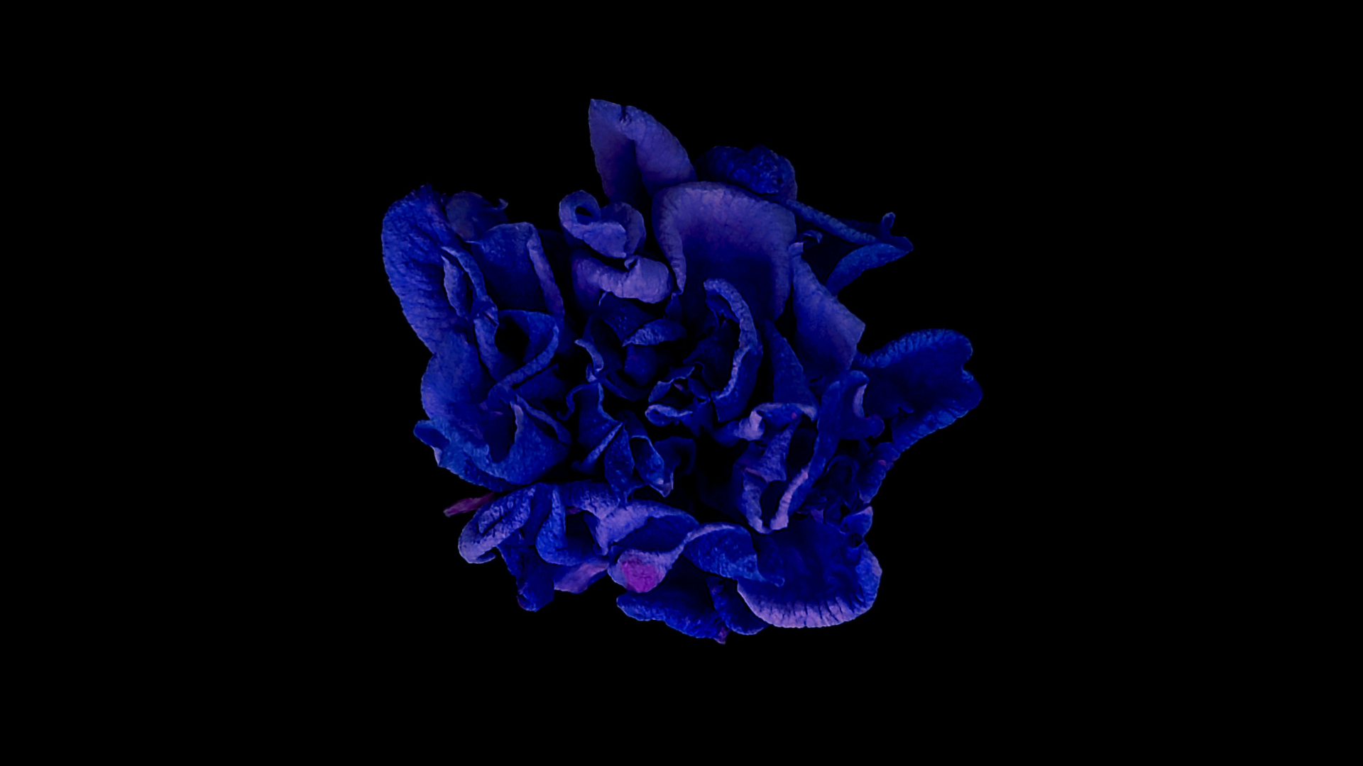 Blue rose in the dark with a black background