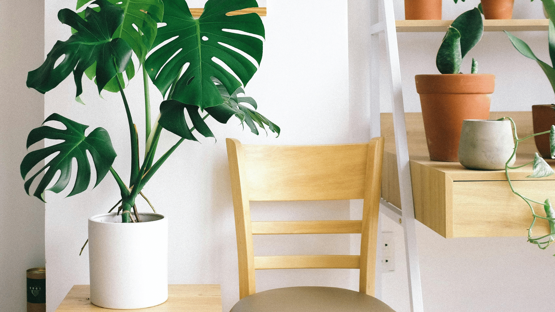Swiss cheese plant placed beside a wooden chair indoors