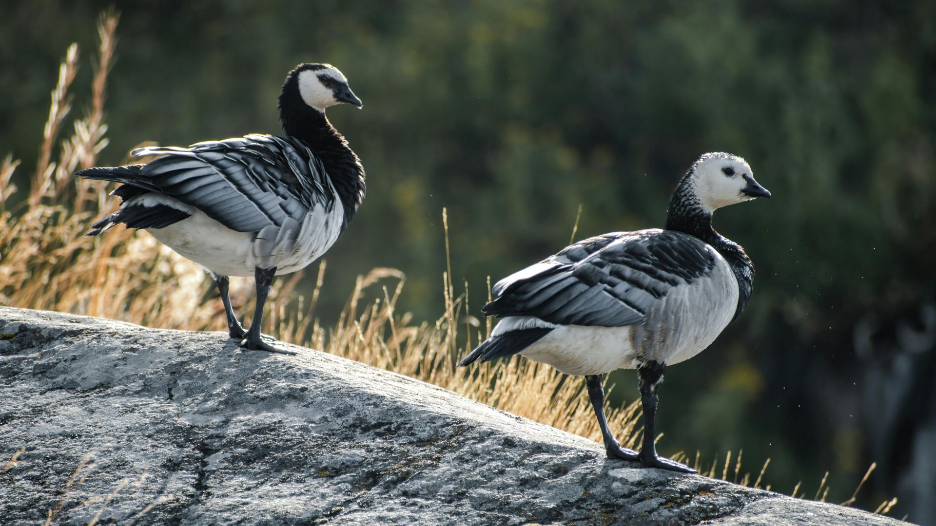Barnacle geese standing on a rocky outcrop in nature