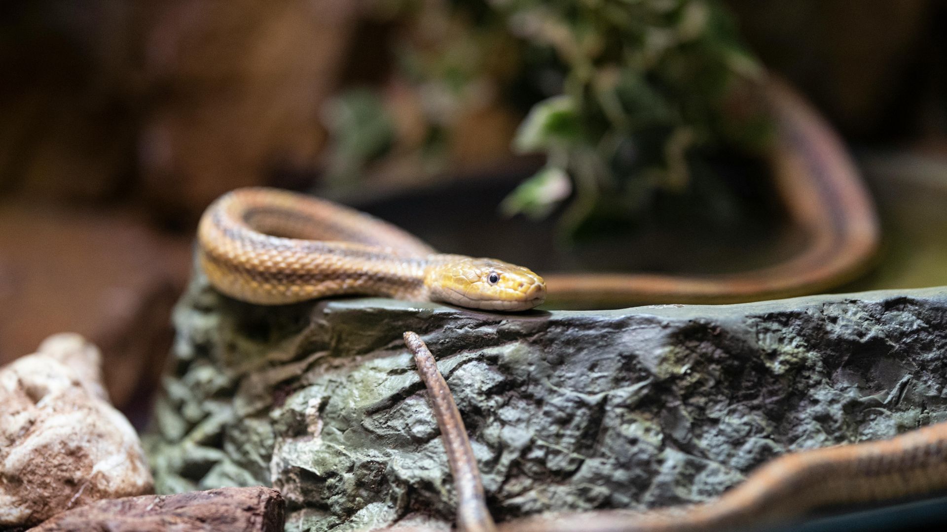 Snake resting on a rock