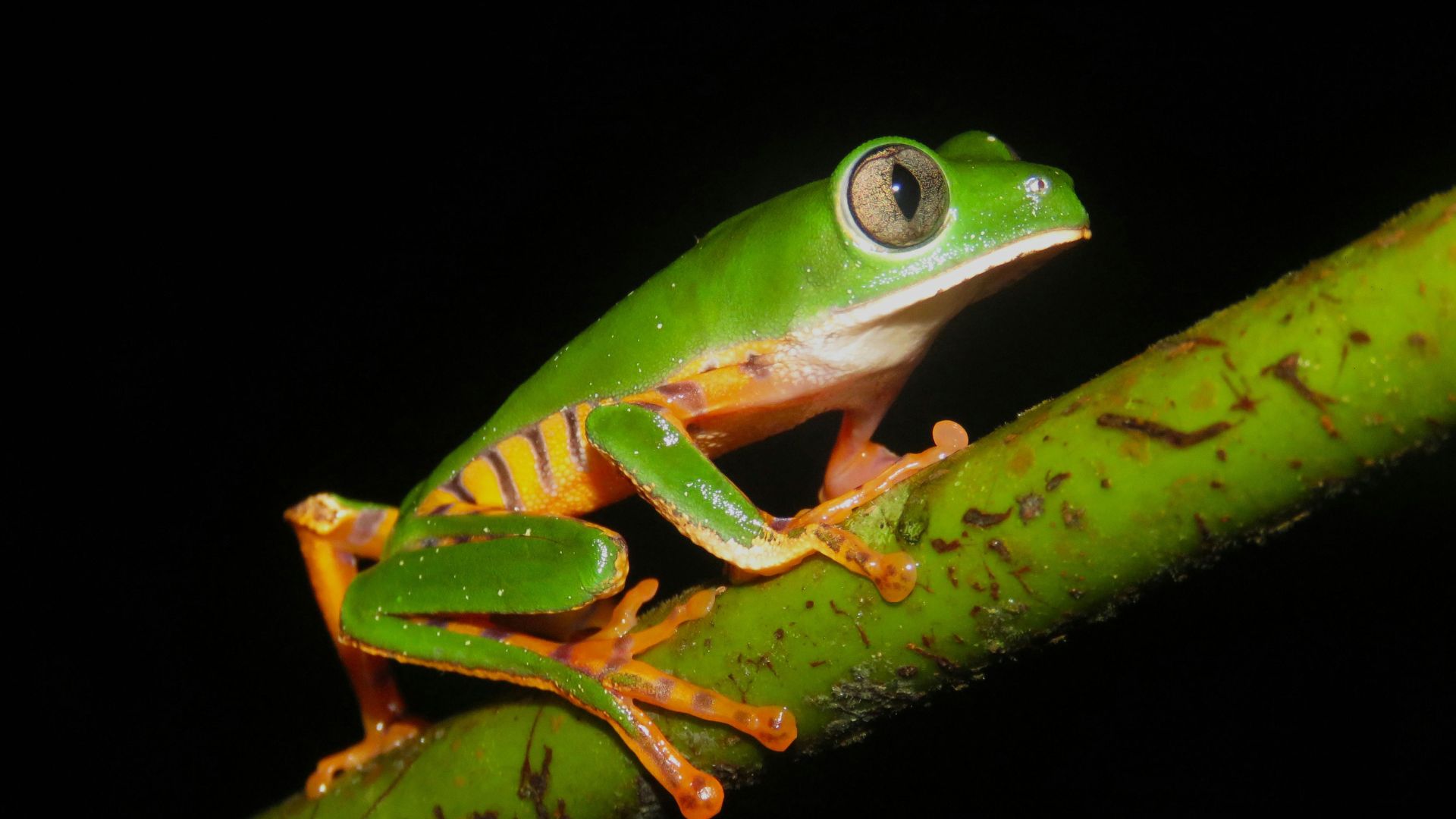 Colorful Amazonian tree frog on a branch