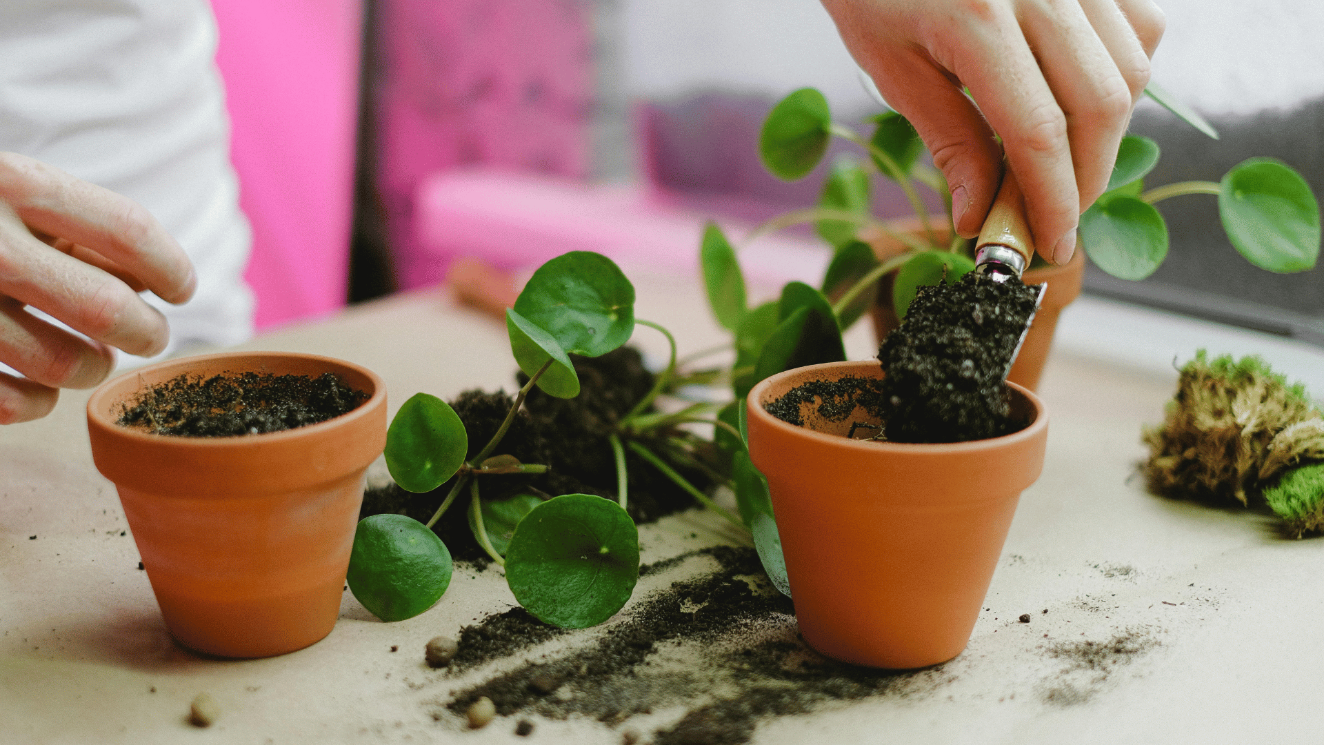 Person carefully repotting a houseplant indoors