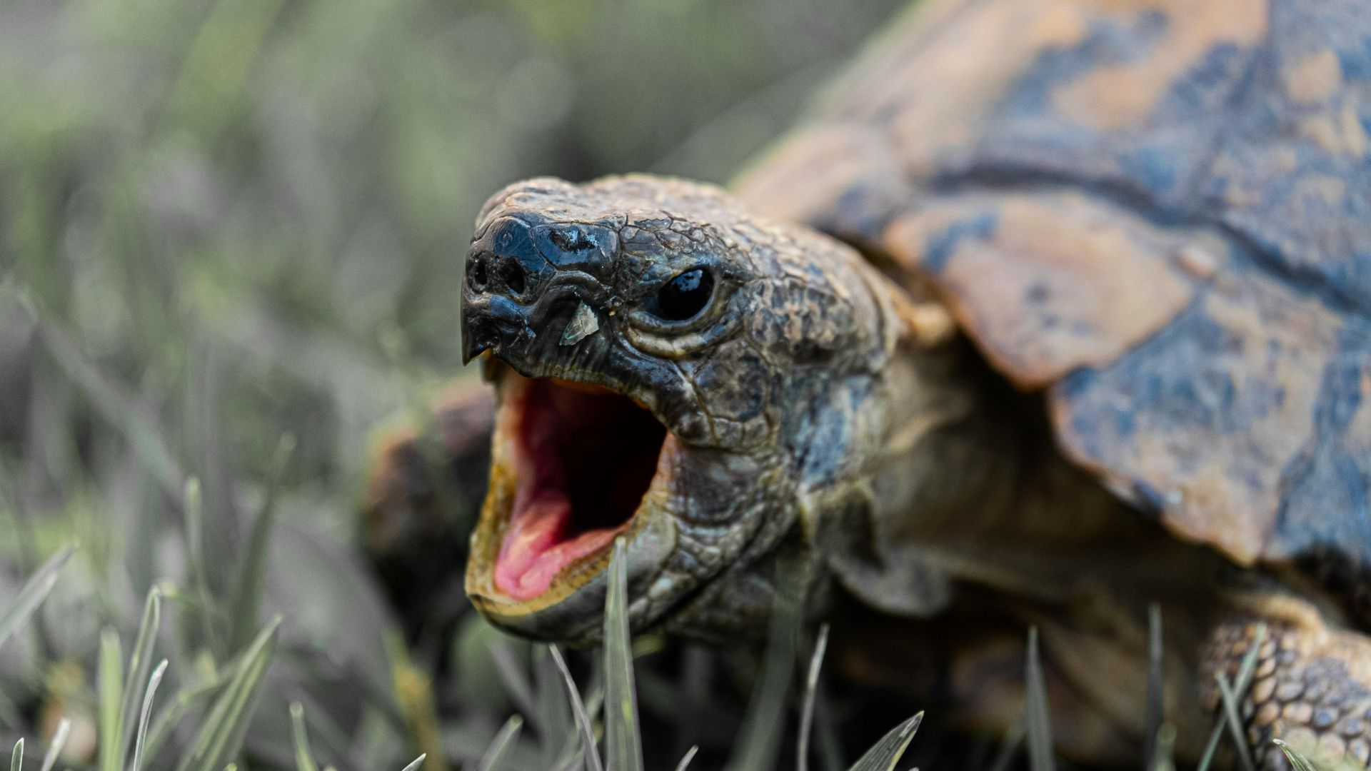 Close-up of a gopher tortoise’s mouth