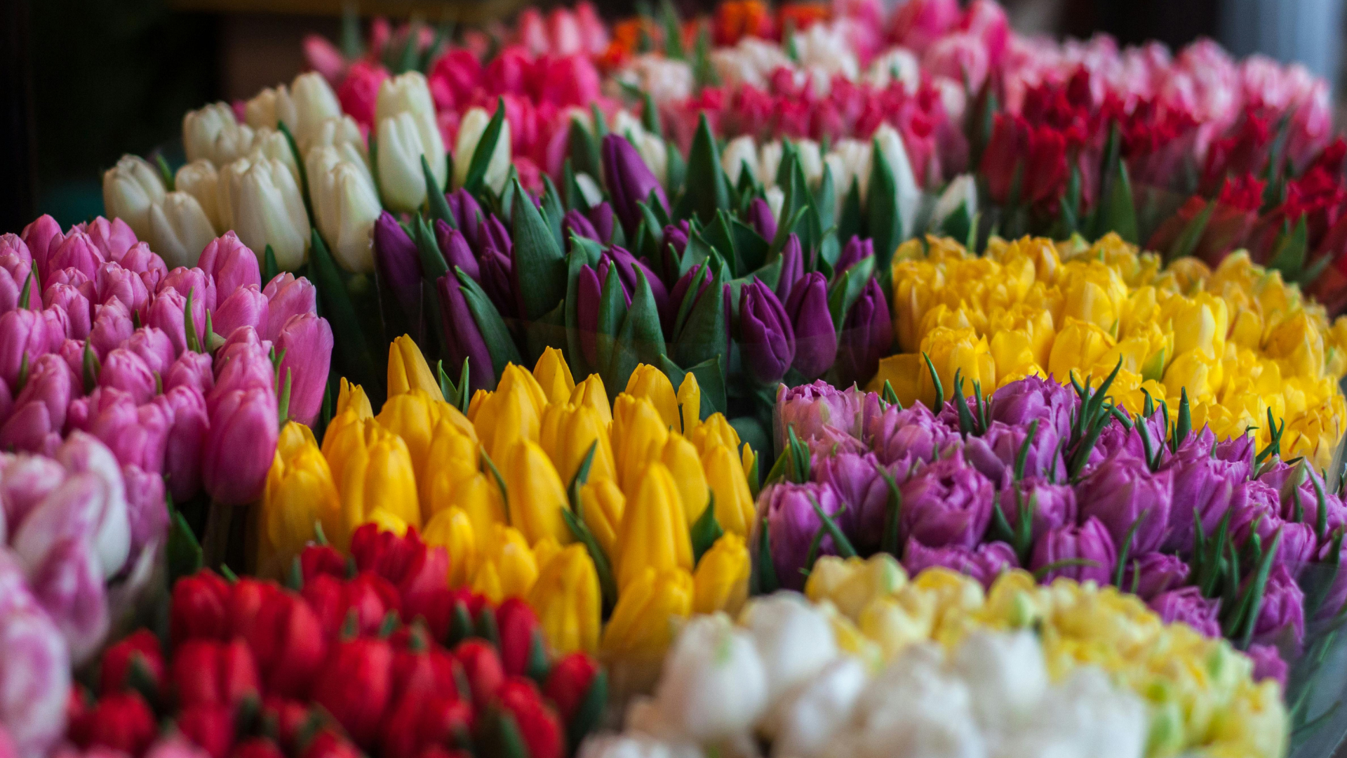 Close-up of multi-colored tulips in a bunch