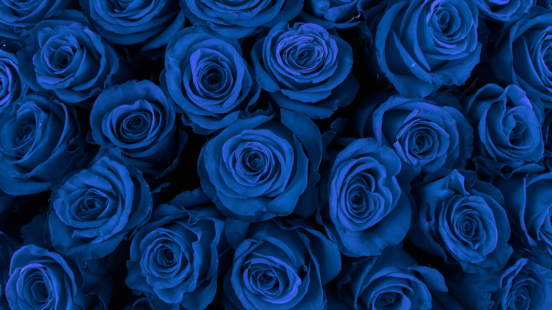 Background filled with multiple blue roses in bloom