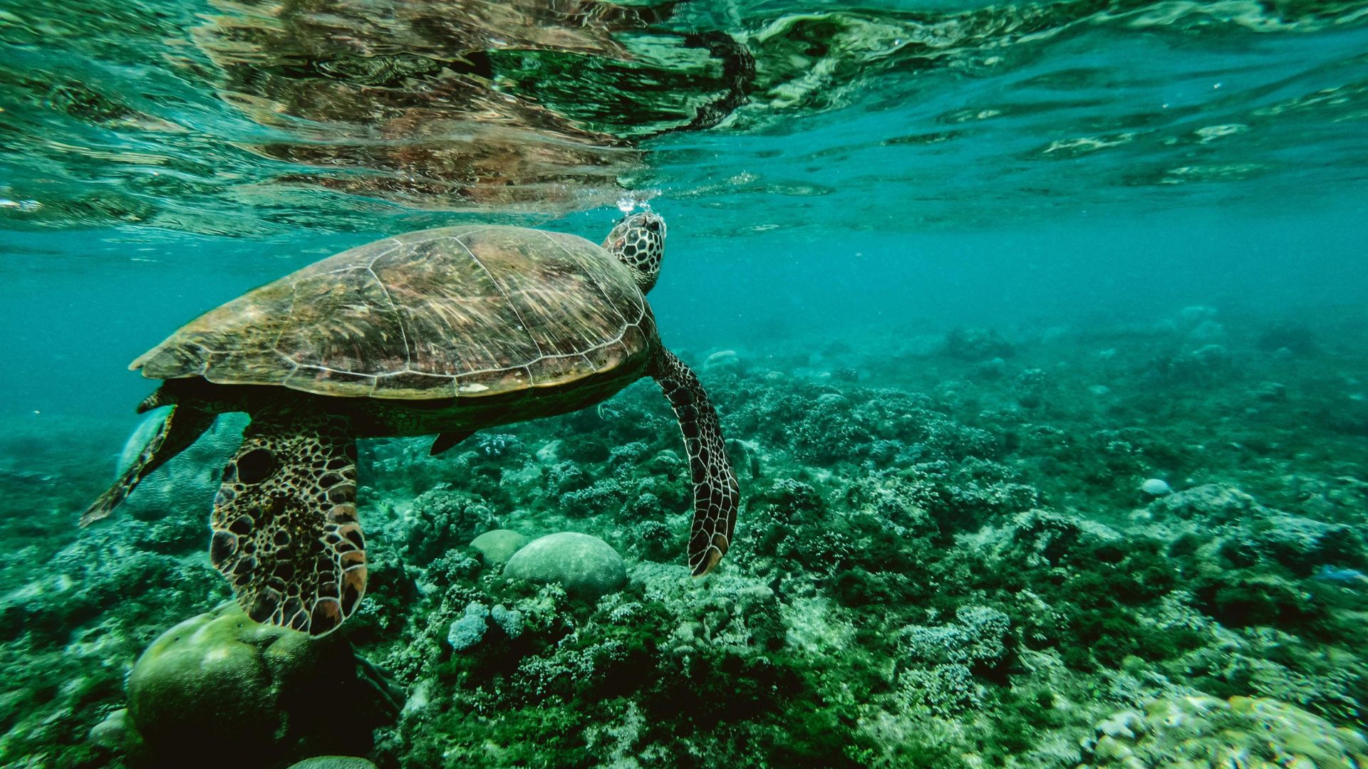 Sea turtle swimming underwater