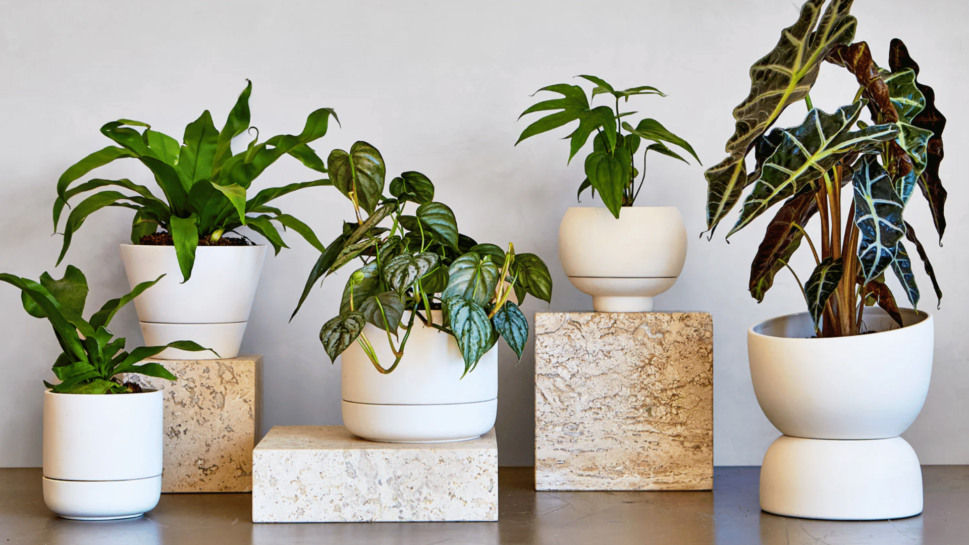 Instructions and images showing how to use self-watering planters