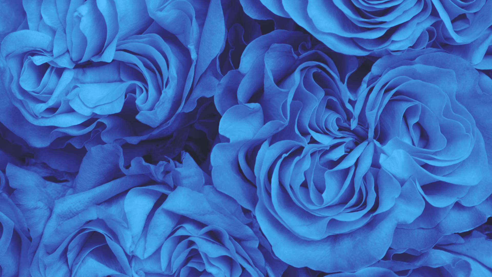 Large, delicate blue roses arranged closely together