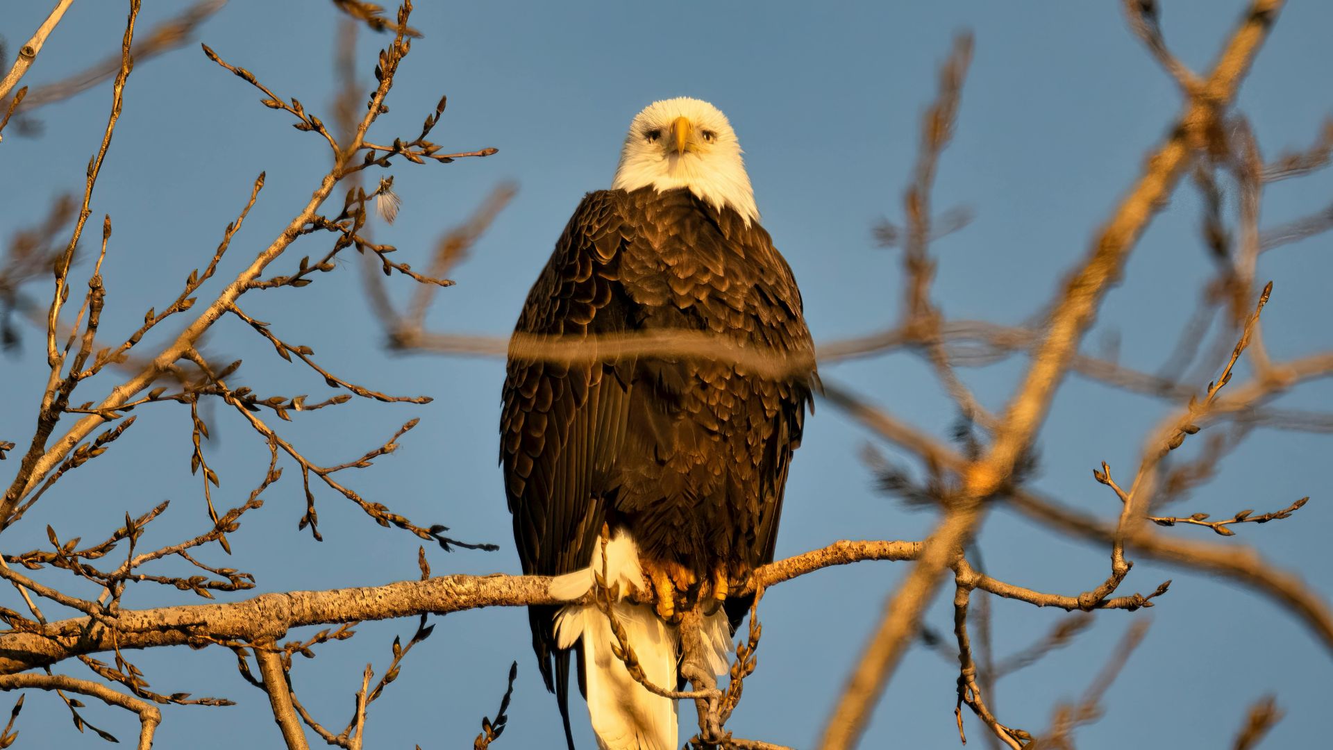Bald eagle sitting on a tree branch