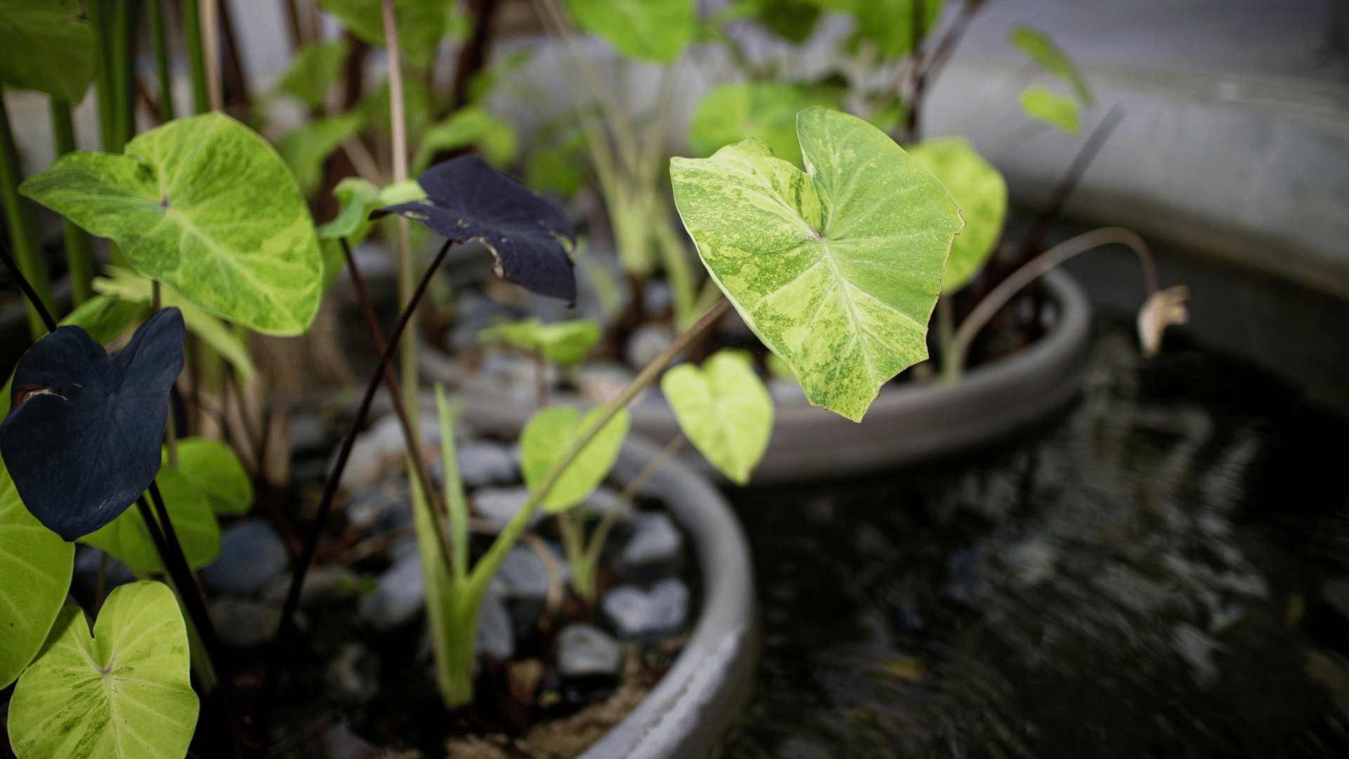 Green leafy plant in a black pot placed by a bright window