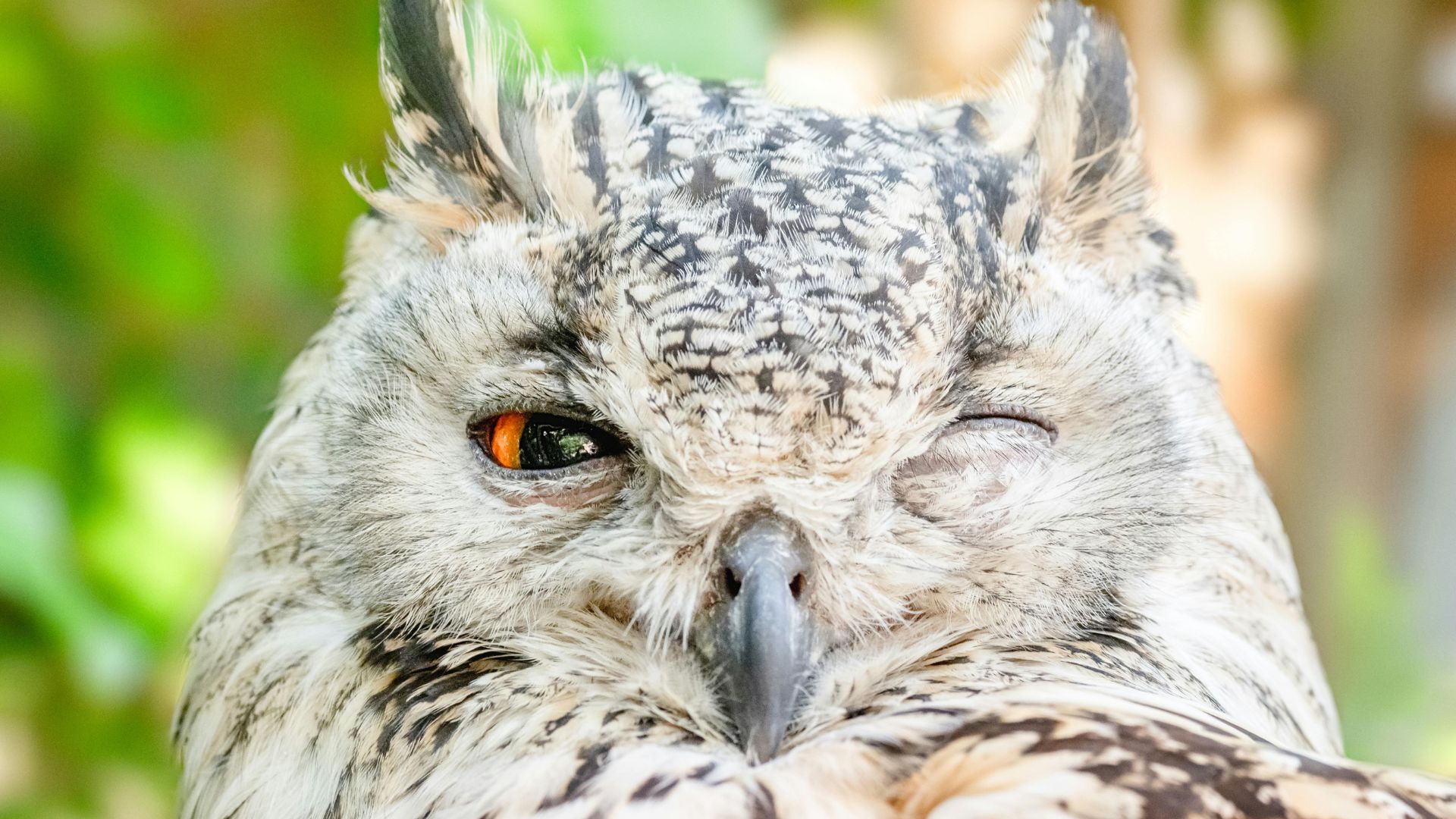 Close-up of an owl with one eye open