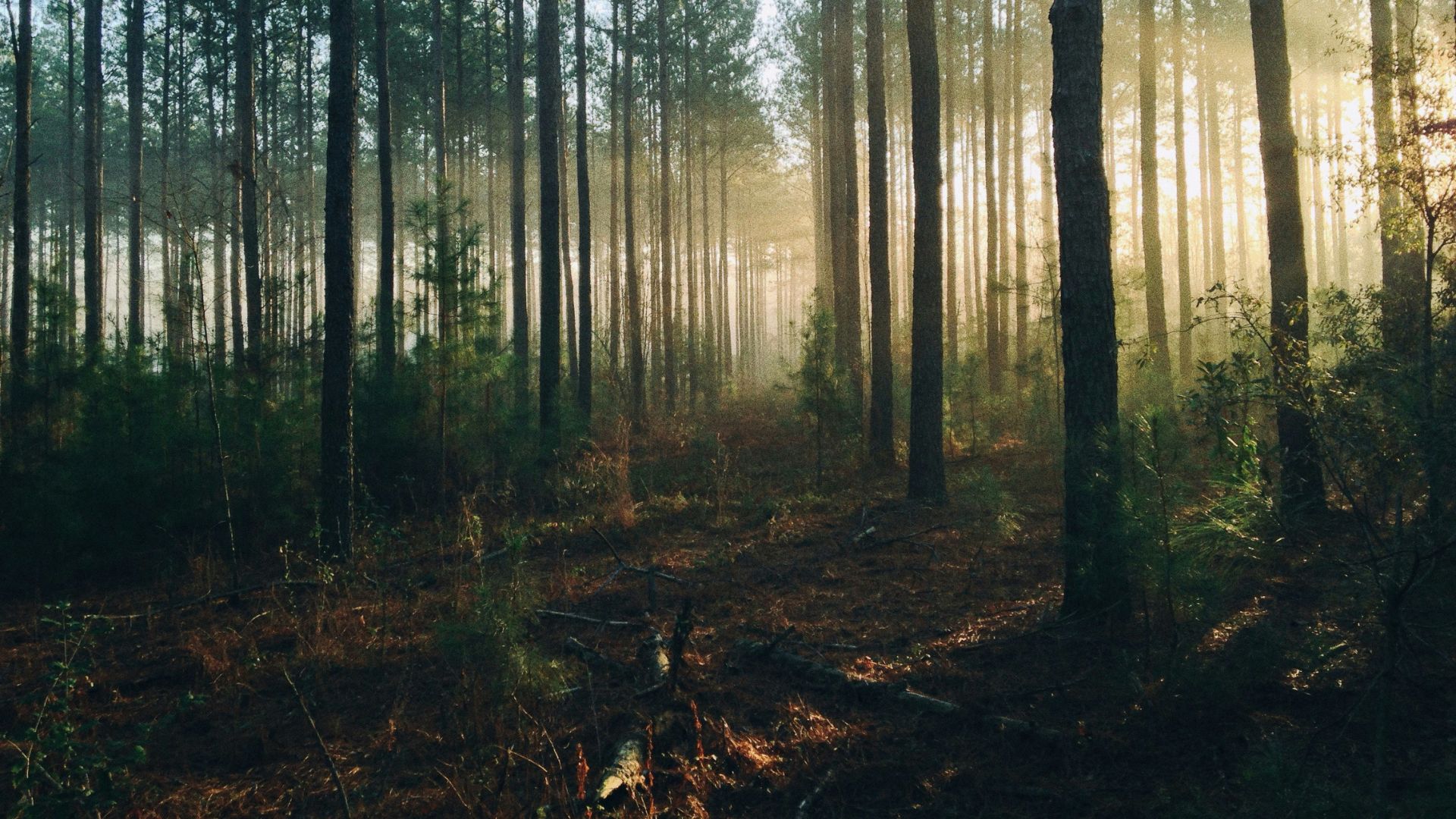 Tall trees in a dense forest with sunlight shining through
