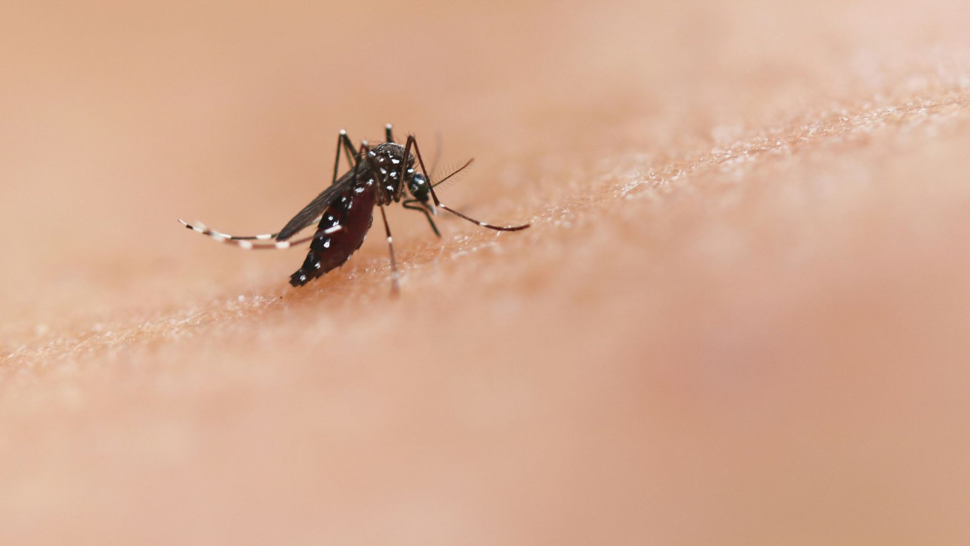 Close-up view of a mosquito sitting on human skin, showing fine detail of the insect’s body and legs.