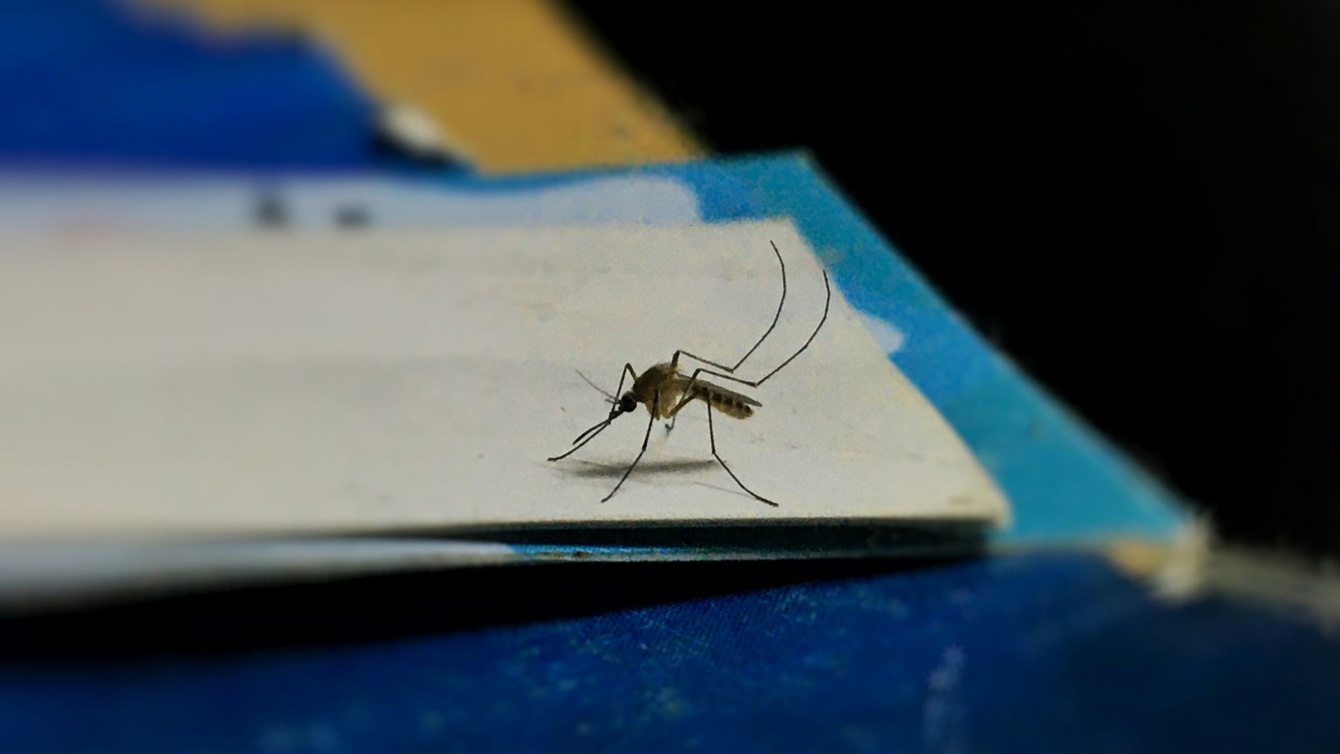 A mosquito standing on a sheet of paper, suggesting reviewing reports or updates on disease spread.