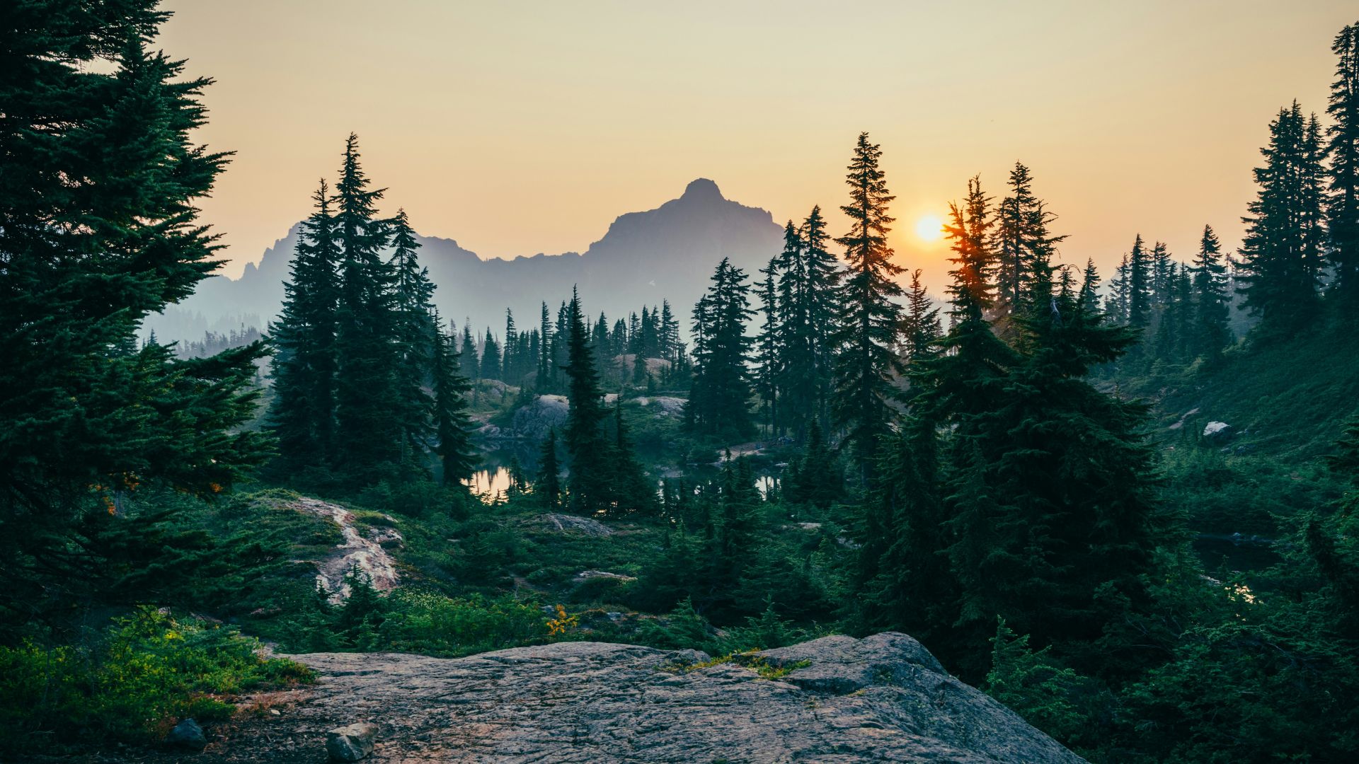 Pine trees in a wide field with mountains in the background during sunset