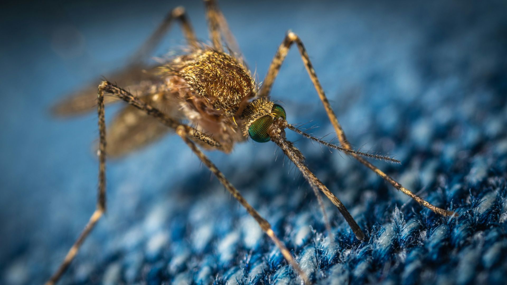 Brown mosquito perched on a surface, illustrating a prime vector for disease transmission.