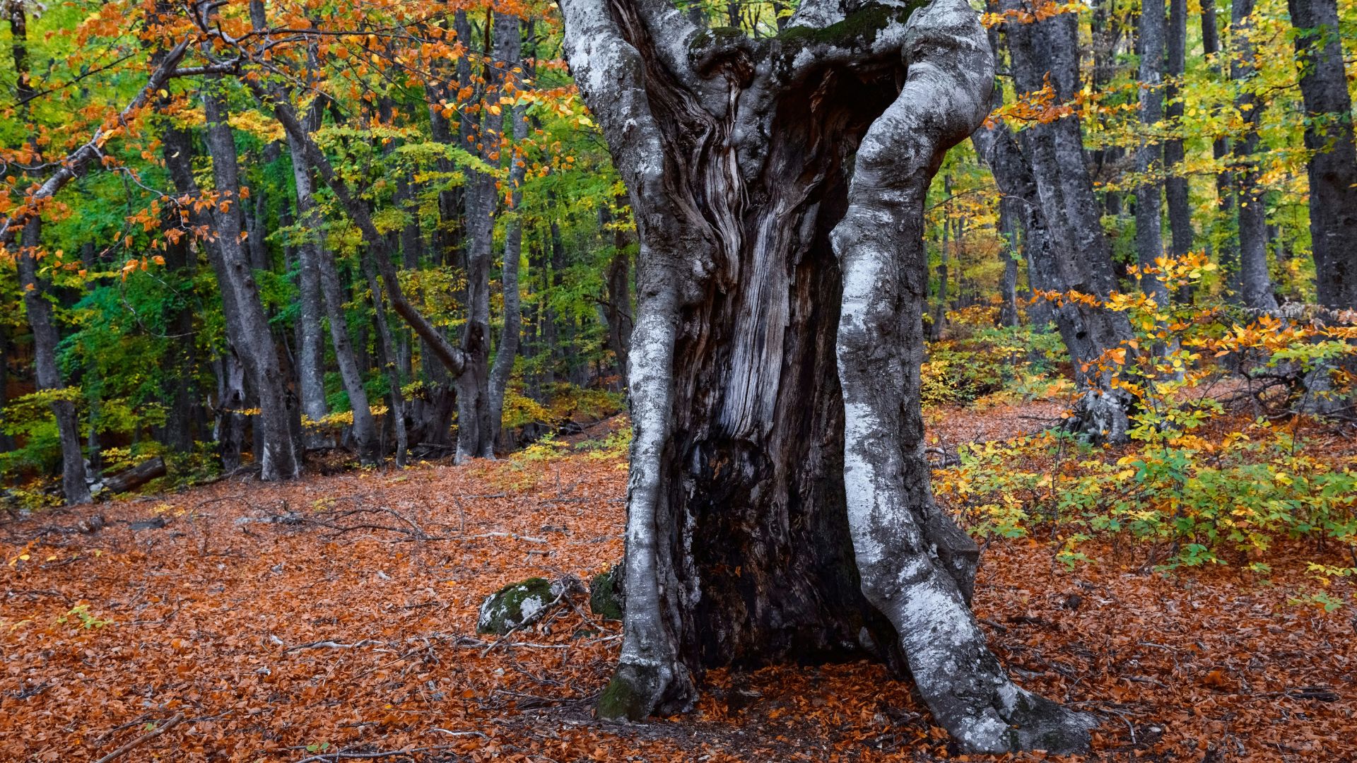 Thick tree trunk surrounded by dry leaves on the ground