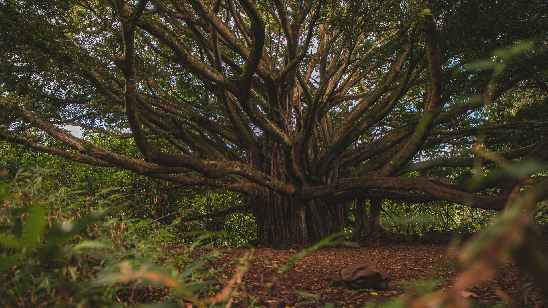 Brown tree trunk resting on dried leaves on forest ground