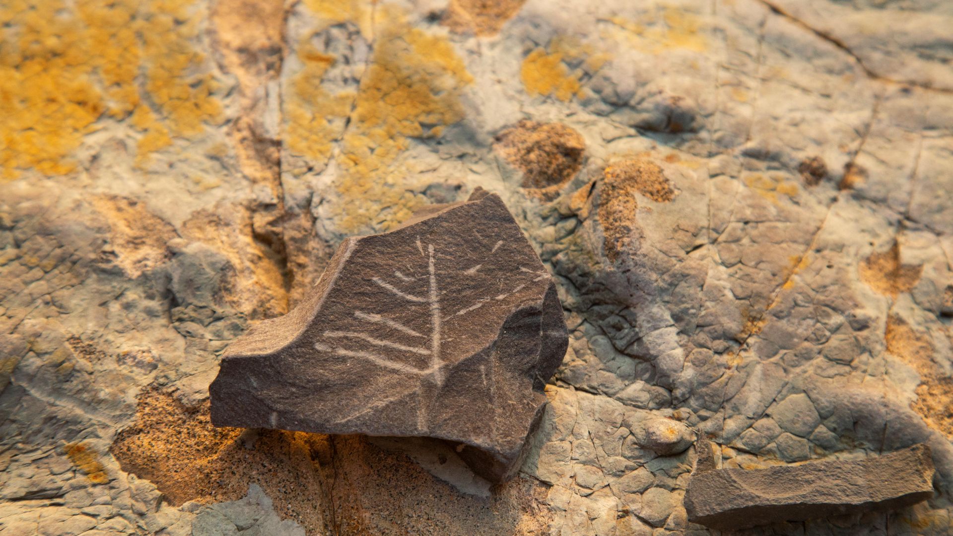 Ancient rock surface with fossil-like carvings and textures