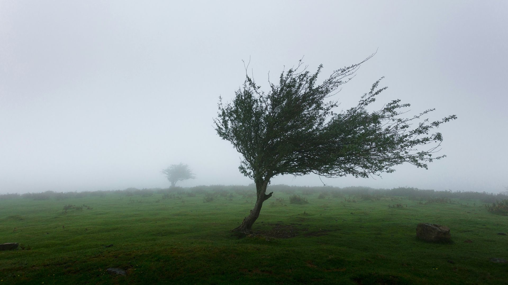 Trees bending under strong coastal winds near the shoreline