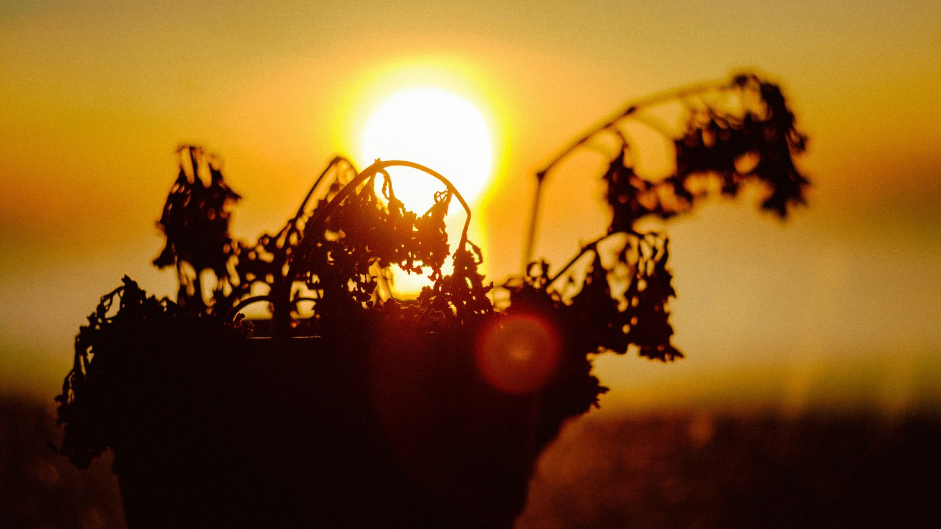 Silhouette of a garden plant under sunset light