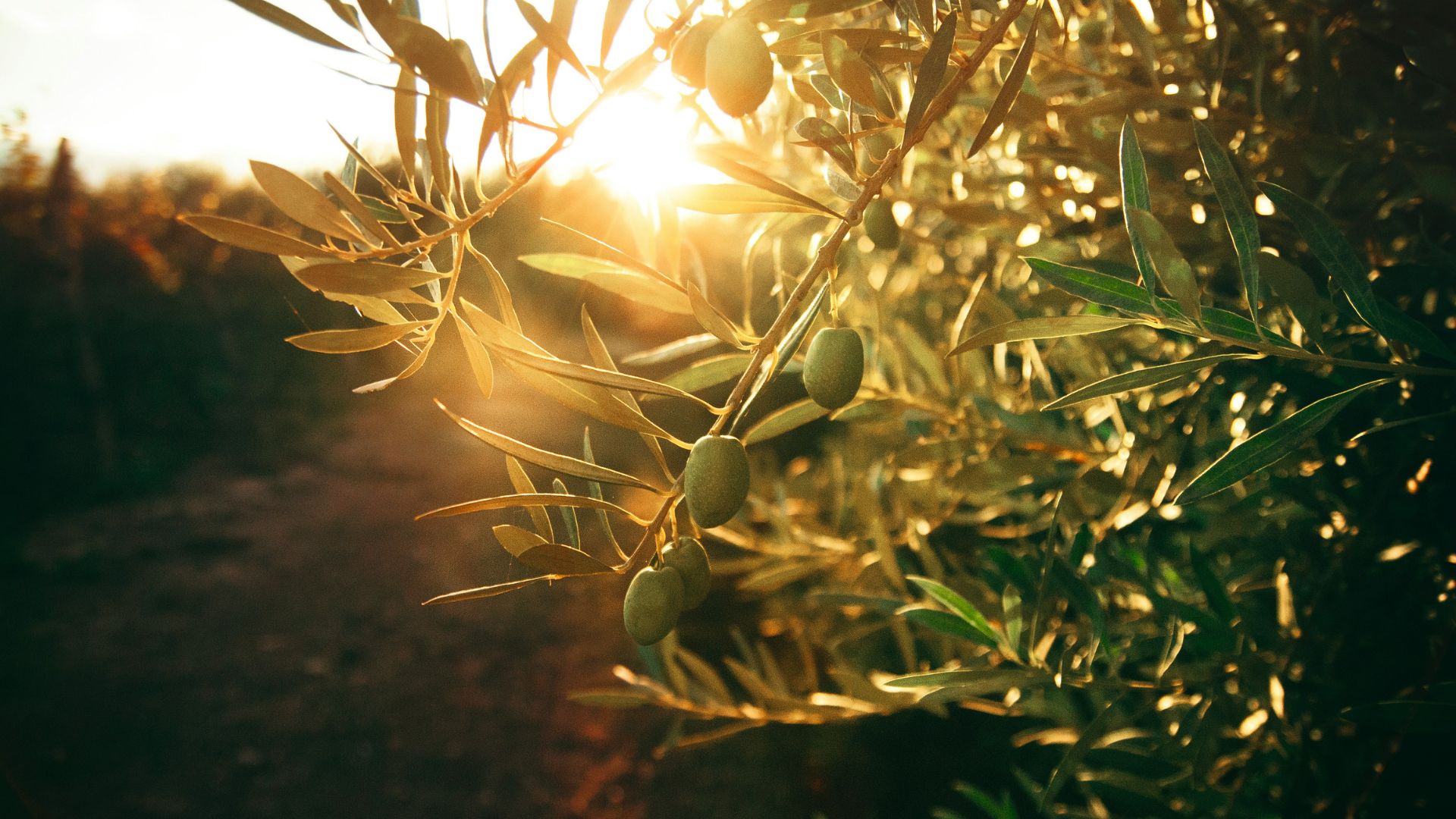 Green plant with yellow flowers growing in sunlight