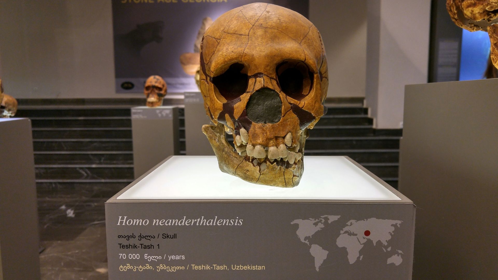 Human skull displayed on a museum shelf under warm lighting