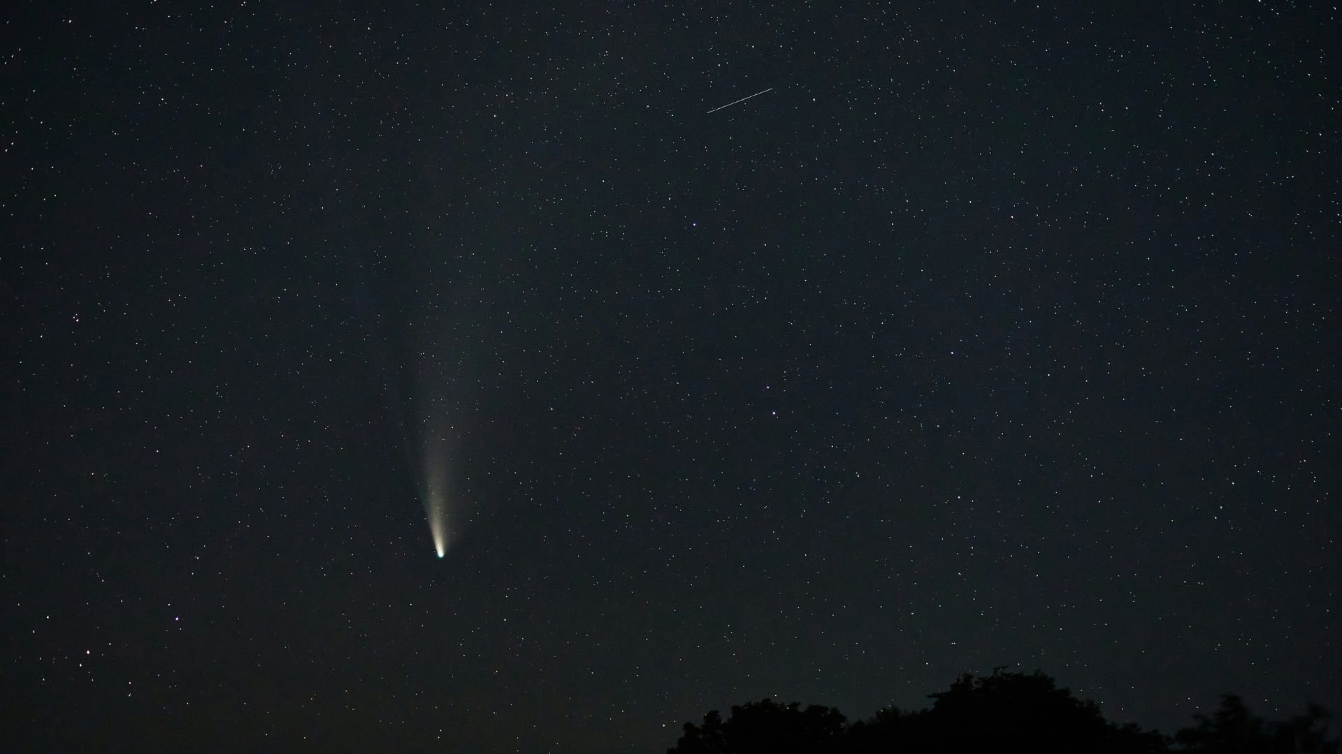 Forest trees under a bright starry night sky