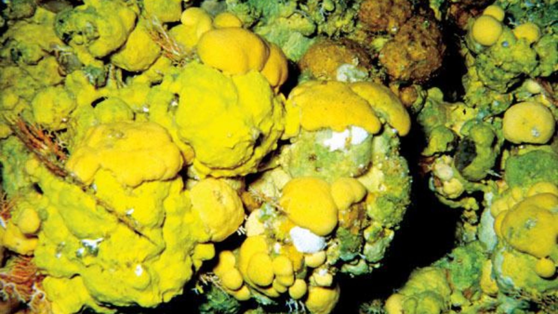 Close up reference images and diagram of sclerosponges used in scientific descriptions