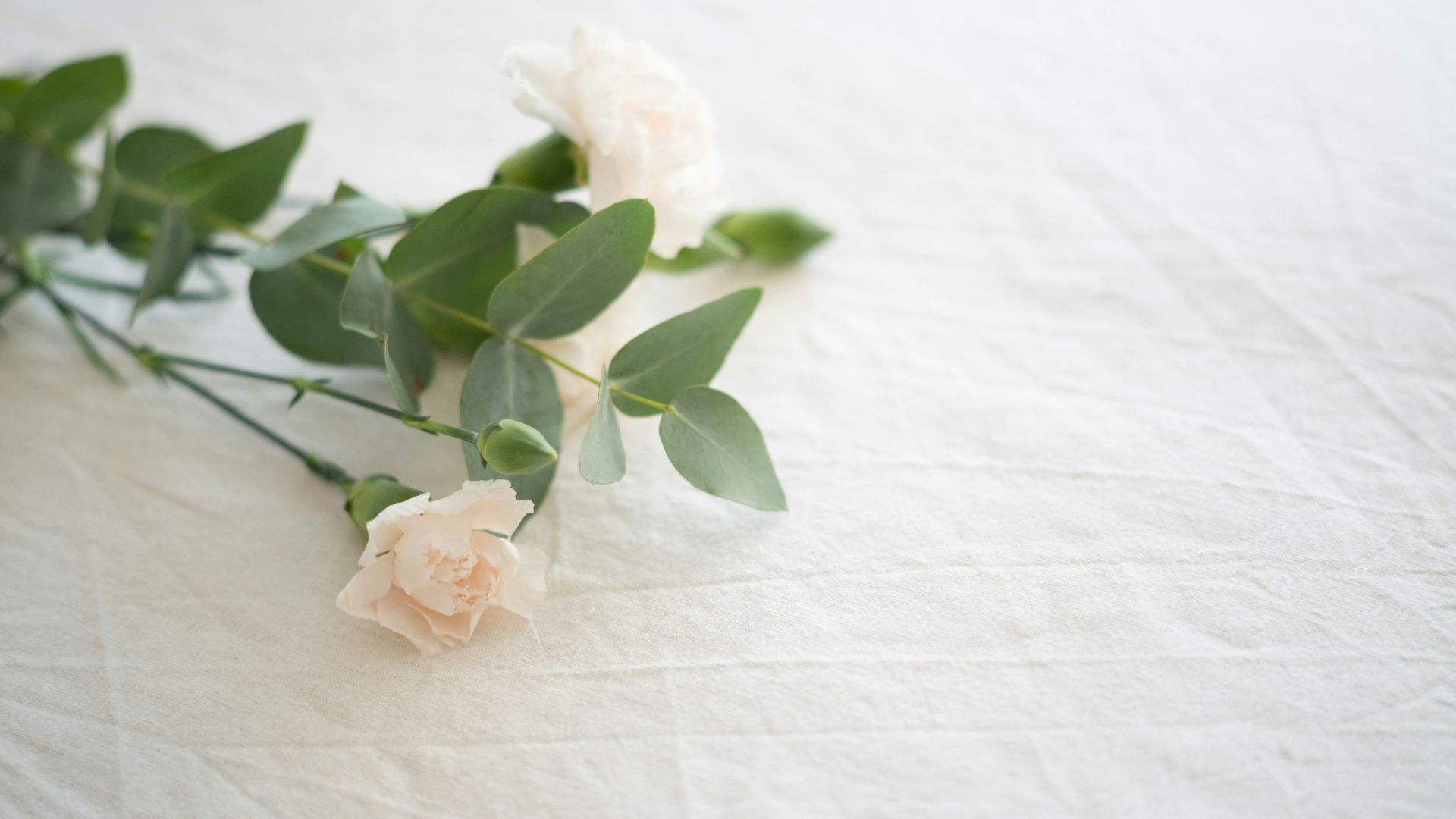 Single white flower placed on soft white fabric