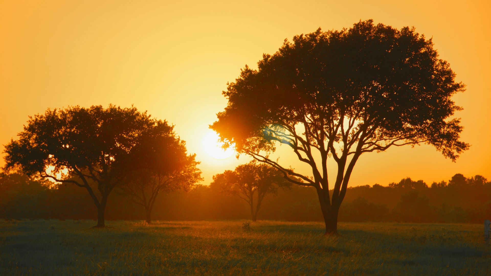 Green tree beside an open grassy field at sunset